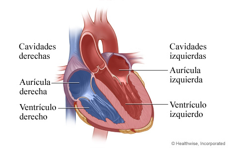 ¿Cuáles son las cavidades o cámaras del corazón?