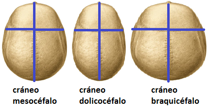 Tipos de cráneo por su forma