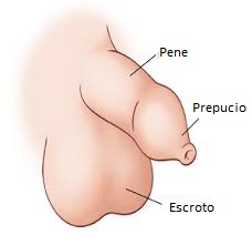 ¿Qué es el prepucio?