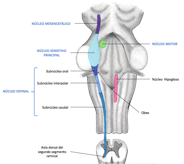 Núcleos del Nervio trigémino (V)