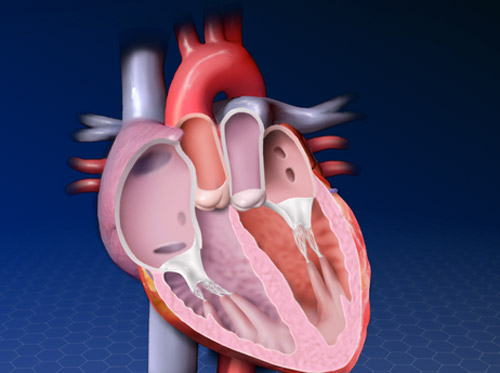 ¿Qué es la transposición de grandes vasos?