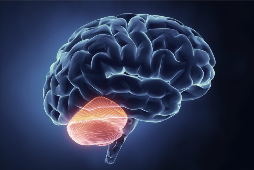 Anatomía del cerebelo