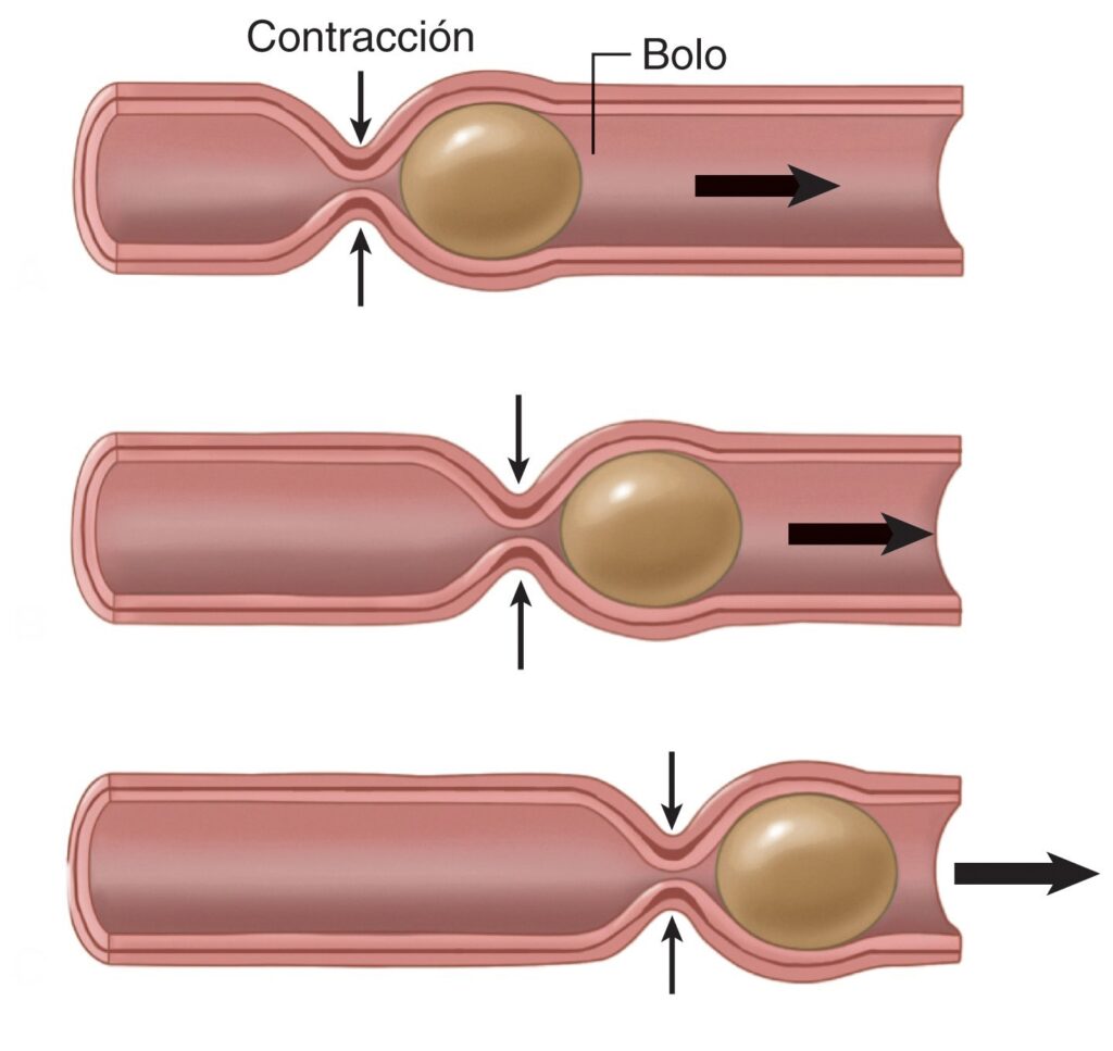 ¿Como se mueve el alimento en el intestino?
