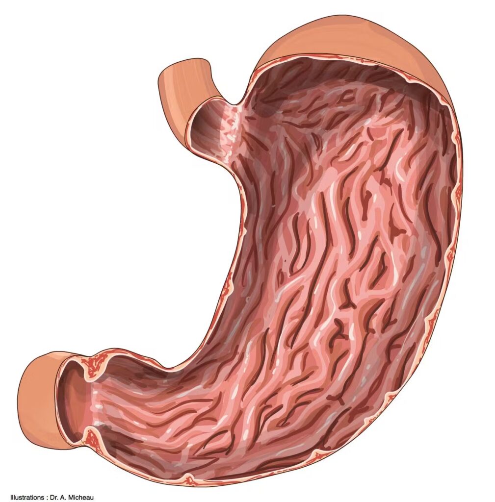 Función del revestimiento del estómago