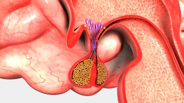 ¿Qué es el hipopituitarismo?