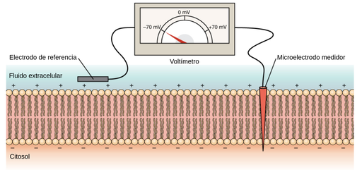 ¿Qué es un Potencial eléctrico?