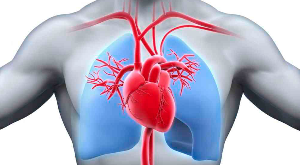 Efectos de la acidosis metabólica sobre el sistema cardiovascular