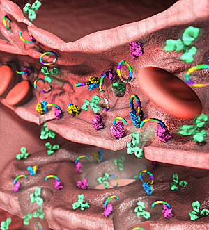 Acumulación de fármacos en los tejidos