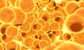 Acumulación de fármacos en el tejido adiposo