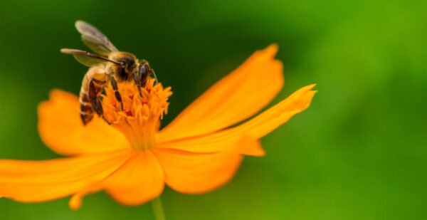 ¿Qué es el mutualismo?