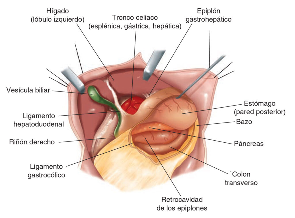 Relaciones anatómicas del estómago