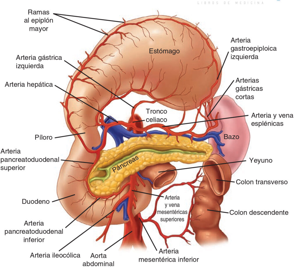 ¿Qué arterias irrigan el estómago?