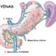 ¿Qué venas drenan el estómago?