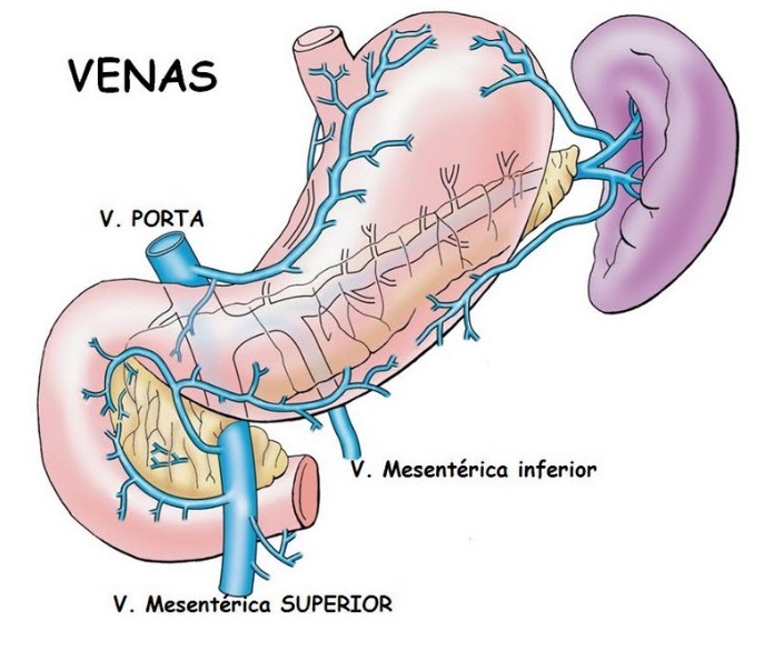 ¿Qué venas drenan el estómago?