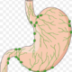 Drenaje linfático del estómago