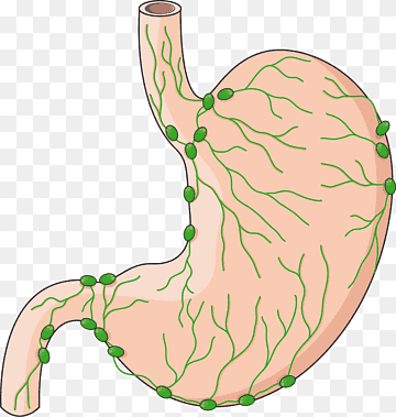 Drenaje linfático del estómago