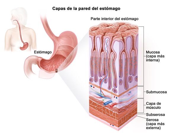 ¿Cuáles son las capas de la pared del estómago?