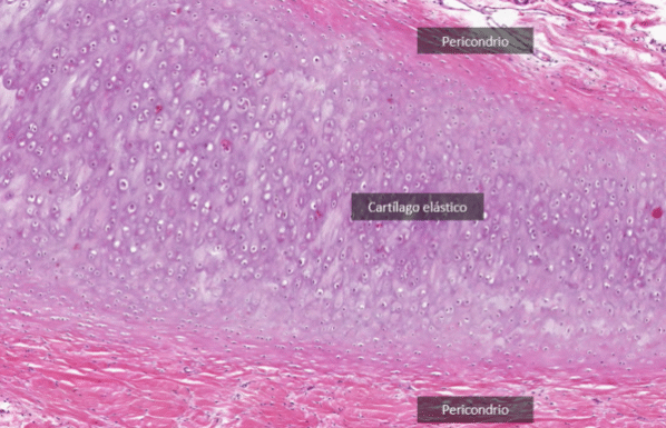 ¿Qué es el pericondrio?