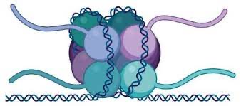 ¿Qué son los nucleosomas?
