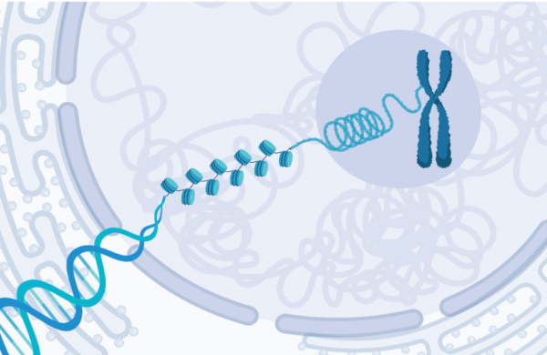 ¿Qué es la cromatina?
