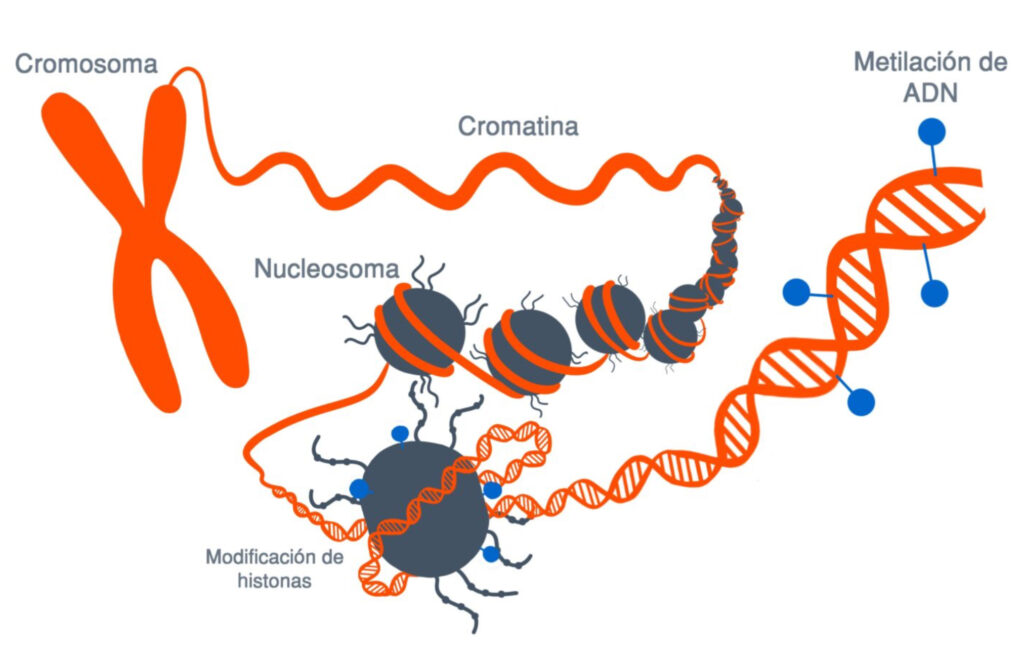 ¿Qué es la metilación de histonas?