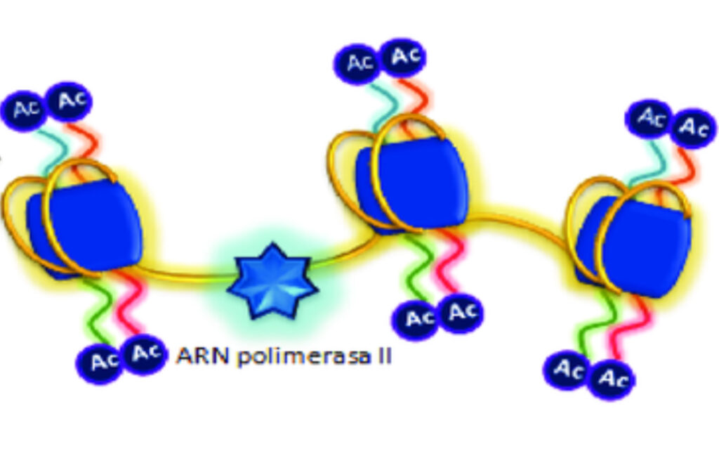 ¿Qué es la acetilación de histonas?