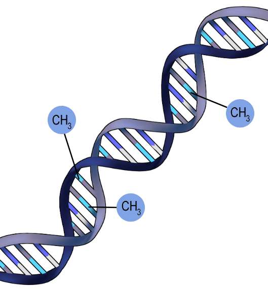 ¿En qué consiste la metilación del ADN?