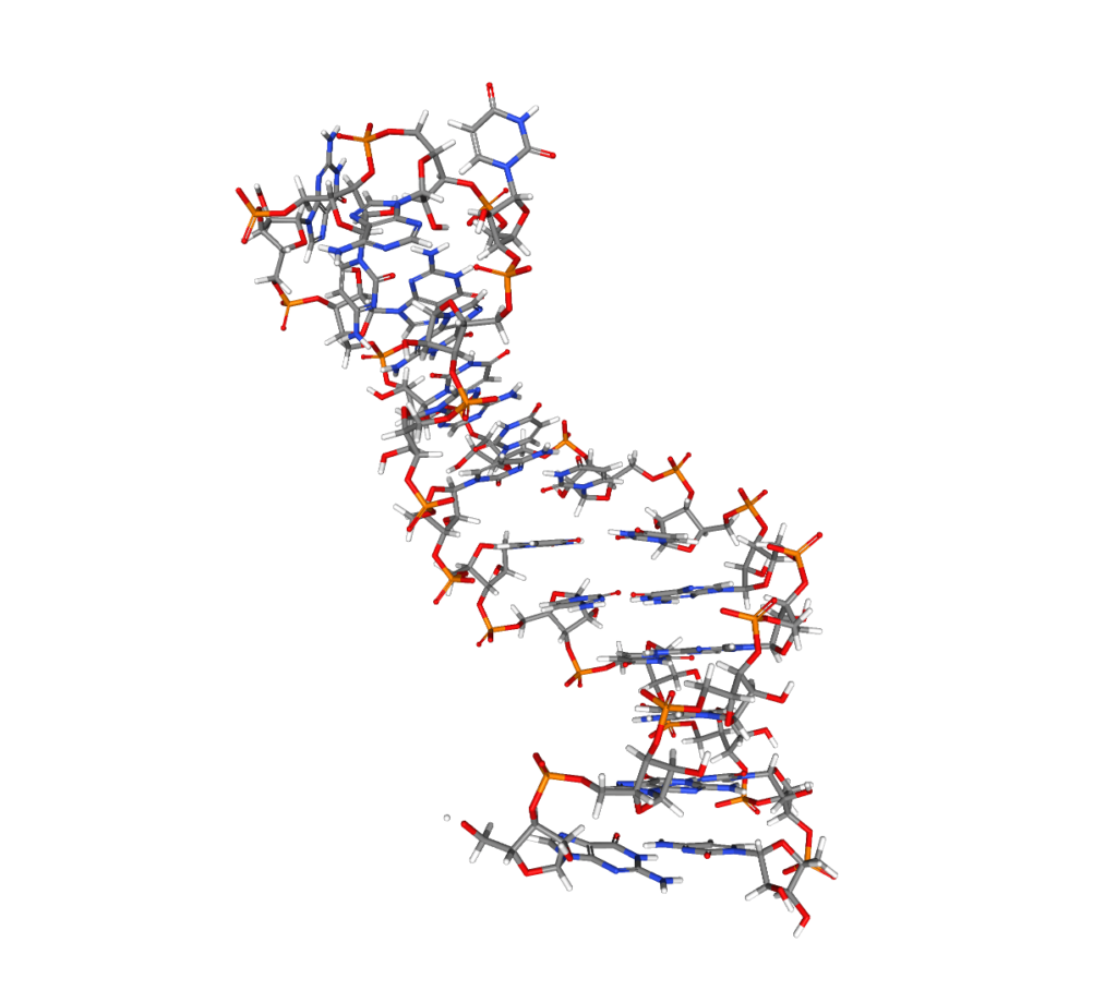 ¿Qué son los microARNs?