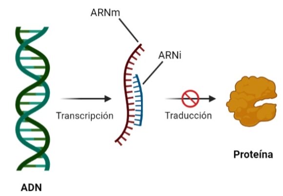 ¿Qué es el silenciamiento génico?