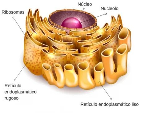 ¿Cuál es la función del reticulo endoplásmico liso?