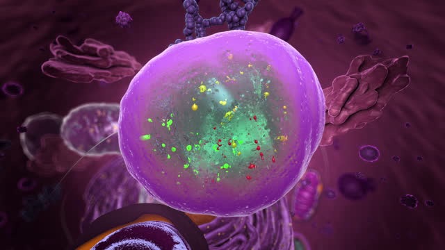 Catabolismo de moléculas en la célula