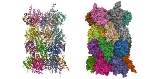 ¿Qué son los proteosomas?