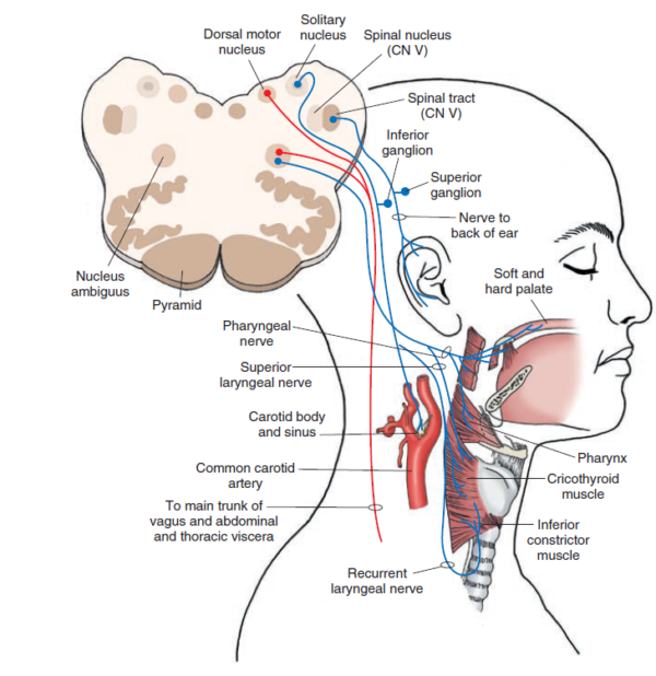 ¿Cuáles son los orígenes reales del Nervio vago (X)?