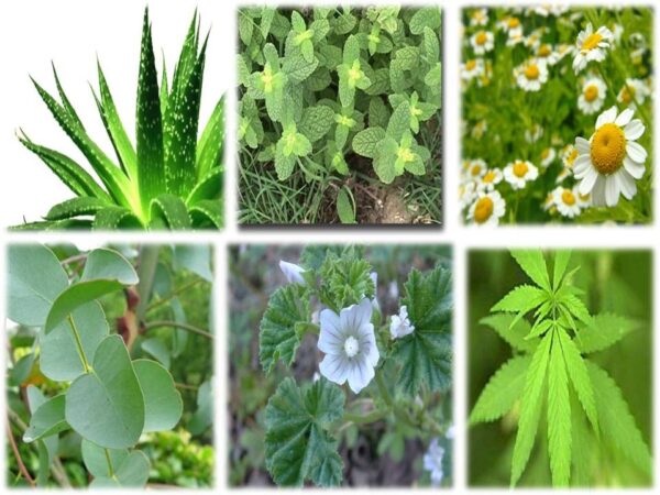 ¿Qué son las plantas medicinales?