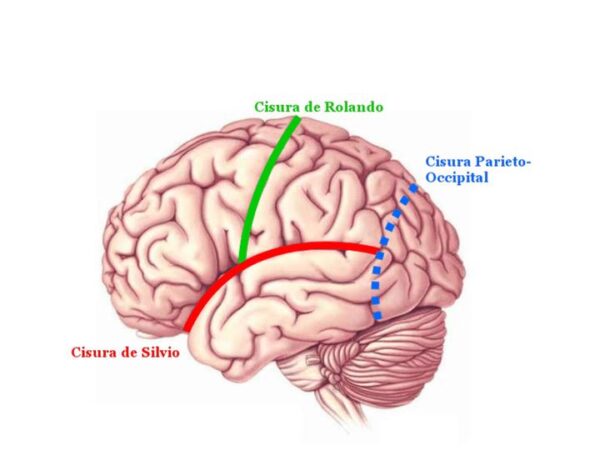 ¿Cómo es la cara superolateral de los hemisferios cerebrales?