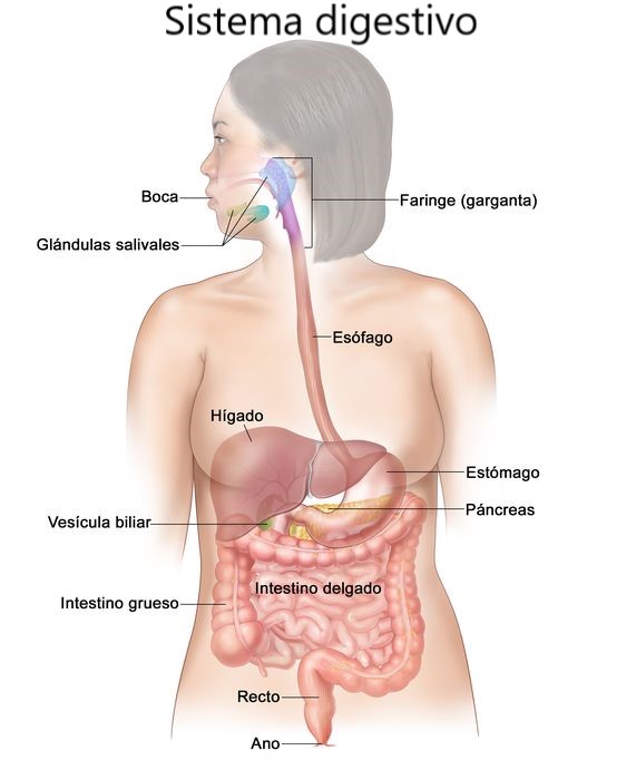 ¿Qué es el sistema digestivo?