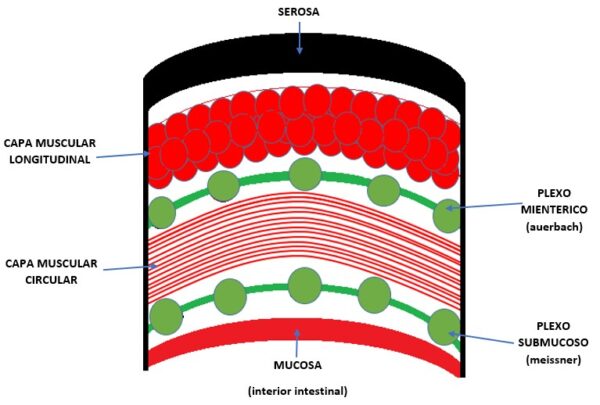 Funciones del sistema nervioso entérico