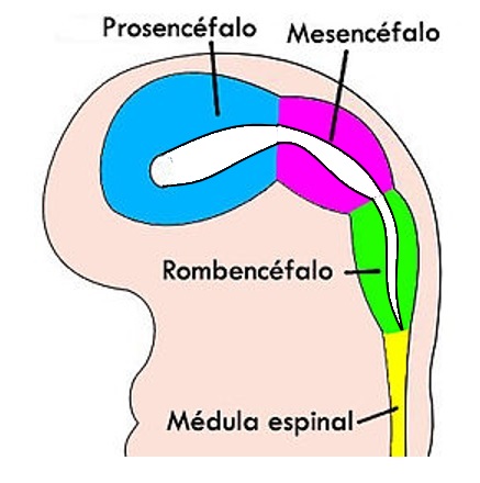 ¿Qué es el proscencéfalo?