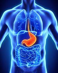 ¿Cuál es la función del estómago?