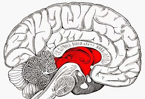 ¿Cuál es la función del Tálamo?