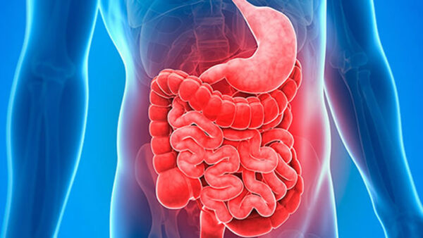 ¿Qué es el tubo digestivo?