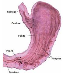 Características de la mucosa en la región del cardias