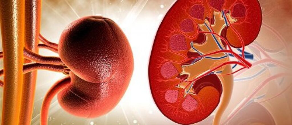 ¿Qué son los riñones?