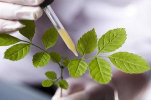 ¿Qué es un fitoquímico?