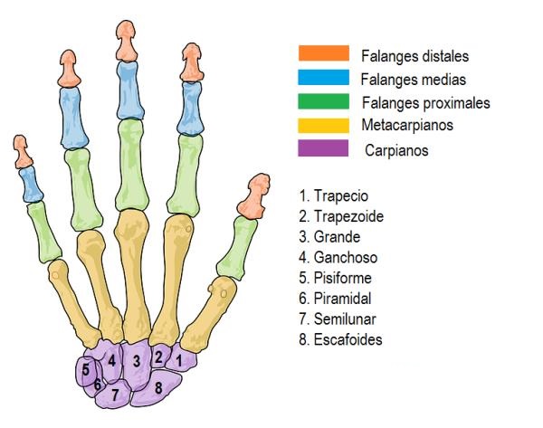 ¿Cuantos huesos tiene la mano?