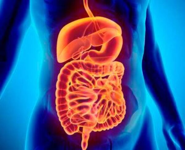 Funciones básicas del tubo digestivo