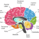 Lectura de practica: Parts of brain