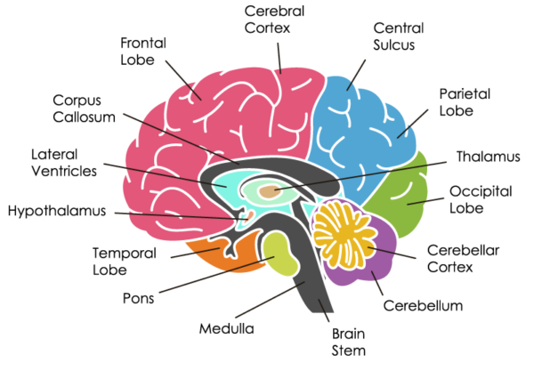 Lectura de practica: Parts of brain