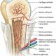 Sistema arterial de los huesos largos