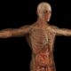¿Cuáles son las regiones del cuerpo humano?
